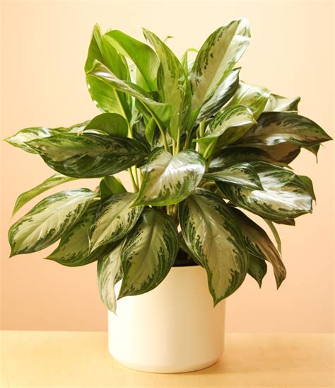 Snake Plant - The Mellow SF