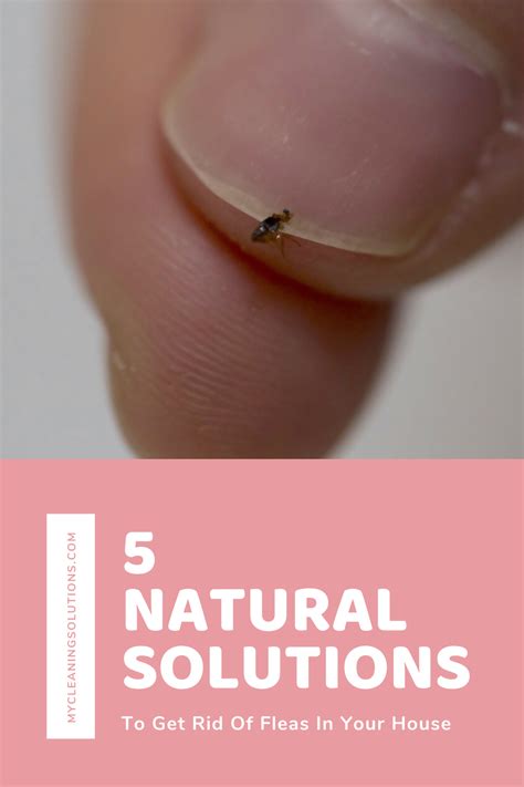 Natural Solutions To Get Rid Of Fleas In Your House In Natural