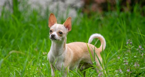 Cachorro Pequeno E Pelo Curto - Raça de cachorro pequeno: 13 opções peludas e de pelo curto