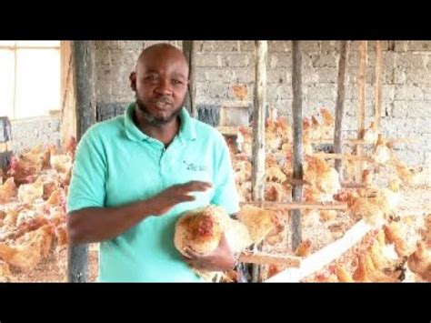 IMPROVED KIENYEJI CHICKEN FROM FRANCE ZIWANI POULTRY FARM YouTube