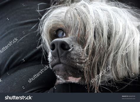 imágenes fotos de stock objetos en D y vectores sobre Naked woman asleep with dog