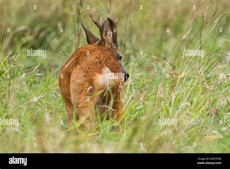Roe Deer Buck Stock Photo - Alamy