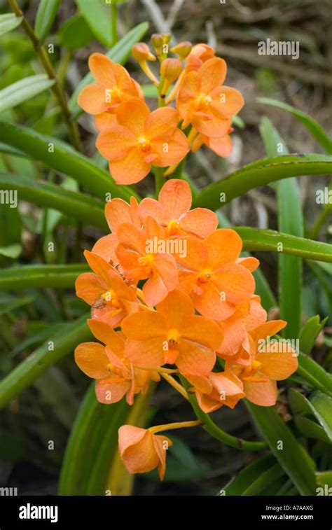 Orchid blooms in the Orchid Garden Kuala Lumpur Malaysia Stock Photo