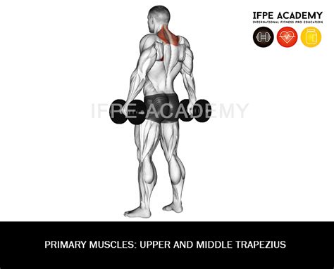 Dumbbell Shrug - IFPE Academy