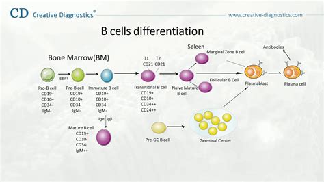 B Cell Differentiation Creative Diagnostics YouTube