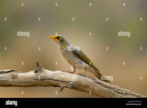 Common myna bird, Australia Stock Photo - Alamy