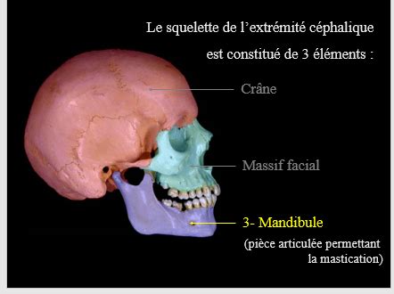 Crâne Cartes Quizlet