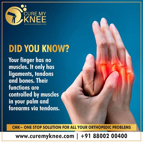 Weakest bone in human body – Artofit
