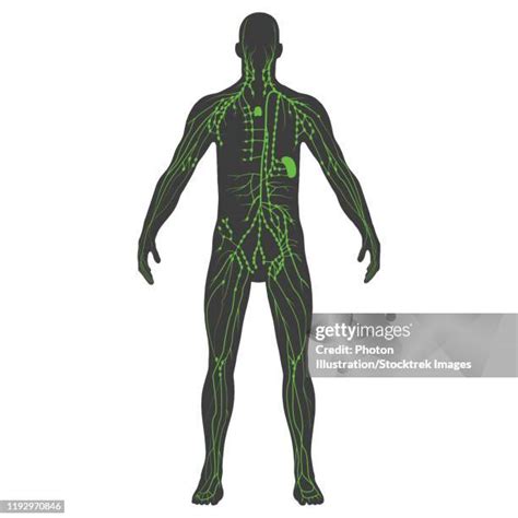 Lymph Nodes Anatomy High Res Illustrations Getty Images