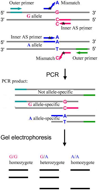 Arms Pcr Design Tool