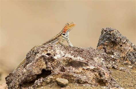 Lagartija de Lava Microlophus Albemarlensis Galápagos Lava Lizard