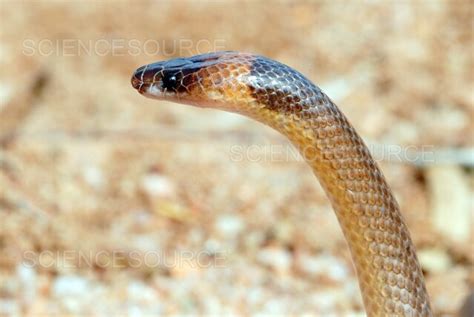 Orange-naped Snake | Stock Image - Science Source Images