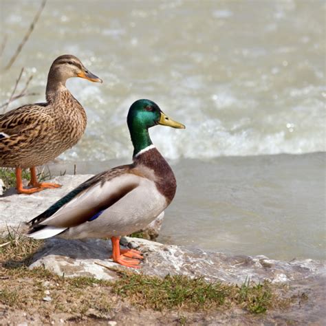 Download Animal Mallard Pfp By Richard Bartz