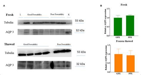 A Immunoblots For Aqpp In Fresh And Frozen Thawed Ram Spermatozoa Of