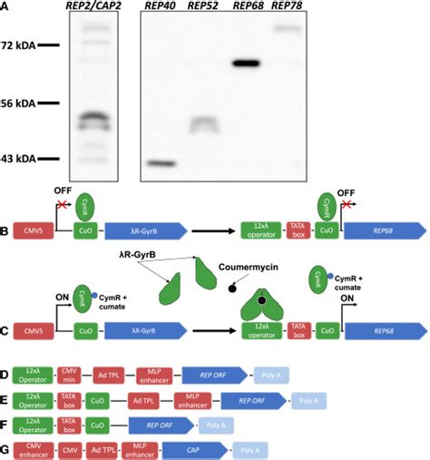 Inducible Hek Aav Packaging Cell Lines Expressing Rep Proteins