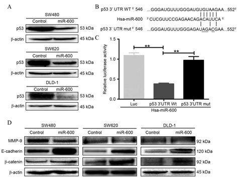 Mir Inhibits Cell Proliferation Migration And Invasion By