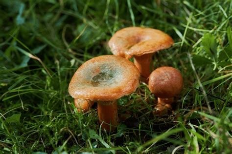 7 Bloody Milkcap Royalty Free Images Stock Photos Pictures