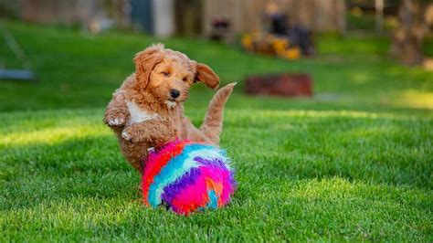 Teacup Goldendoodle Characteristics: Fox Creek Doodles