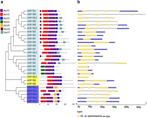 Conserved Motifs Of Nf Yb Proteins And Exonintron Organization Of