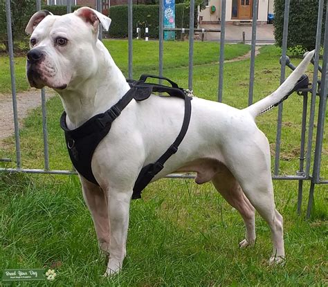 Athletic American Bulldog standard type - Stud Dog in Bristol, the