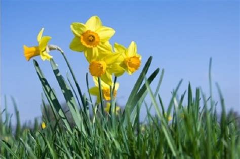 How To Avoid Daffodil Bulb Rot Daffodil Growing Guides