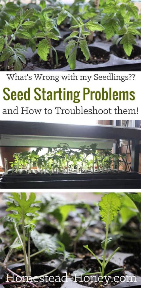 Common Seed Starting Problems And How To Troubleshoot Them Artofit