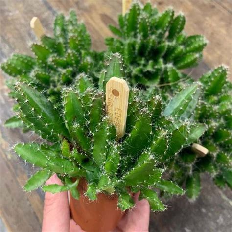 Растение ⌀ 5 Hylocereus UNDATUS (Гилоцереус, Питайя, Питахайя): купить ...