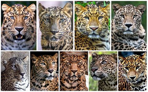 Conoce los diferentes tipos de leopardos y sus características Mascotario