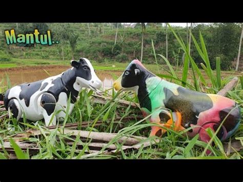 SAPI KERBAU DI SAWAH SAPI LIMOSIN SAPI BESAR SAPI JUMBO SAPI SUPER