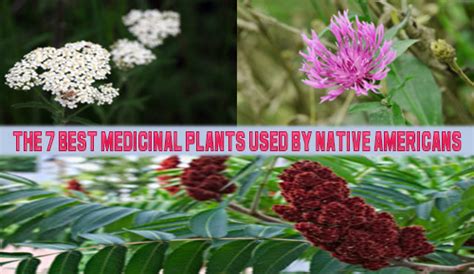 The 7 Best Medicinal Plants Used by Native Americans - Bio Prepper