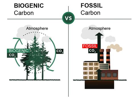 BIOGENIC CARBON | CAYAKI