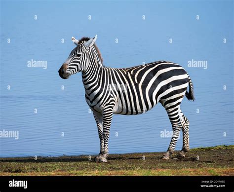 Grant S Zebra Equus Quagga Boehmi Amboseli National Park Kenya