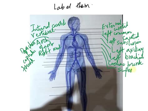 Review Sheet The Human Arterial And Venous Systems Are