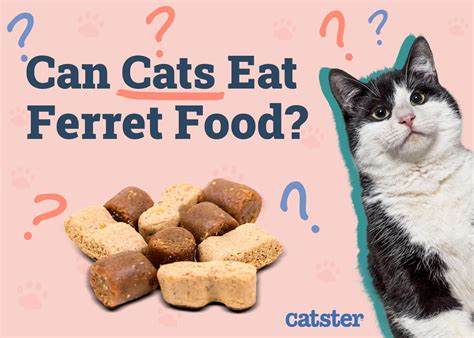 Can Cats Eat Ferret Food Vet Reviewed Nutrition Facts Catster