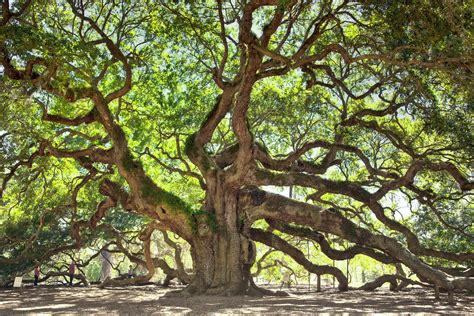 White Oak Tree Wallpapers Wallpaper Cave