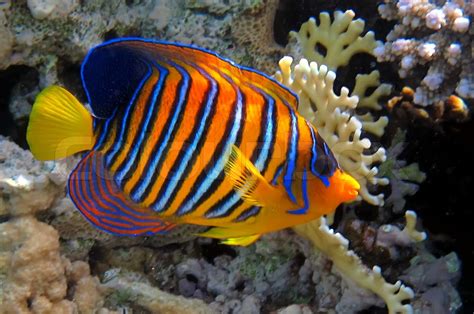 Regal angelfish in the Red Sea, Egypt | Stock image | Colourbox