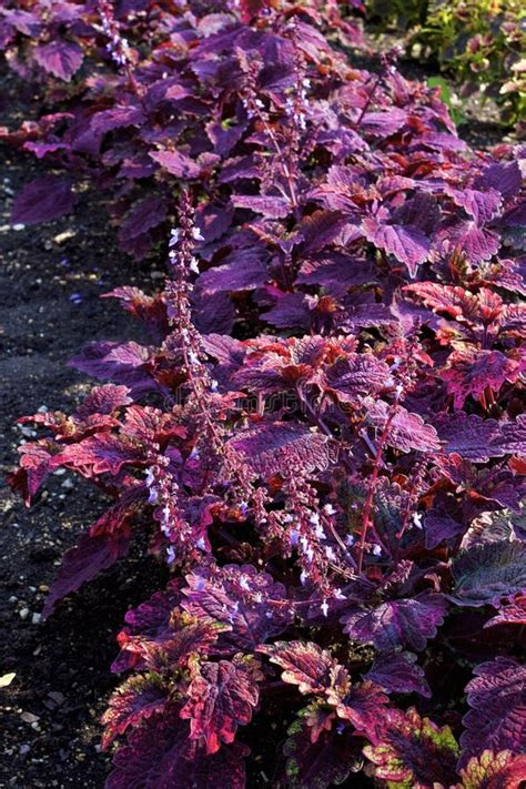 Parfait Coleus Stock Photos Free And Royalty Free Stock Photos From