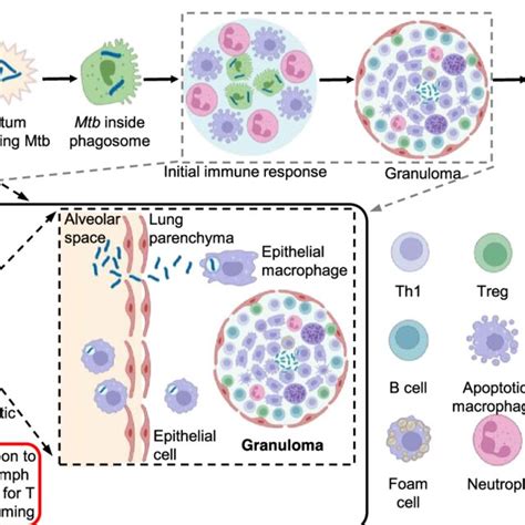 Pathogenesis of Mycobacterium tuberculosis. Infection begins when Mtb ...