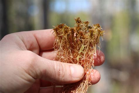 Brown Peatmoss Bryophyta Mosses Of Vancouver Island Inaturalist