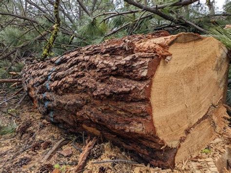 Alarm Over Logging In National Forest Along Phils Trail — Central