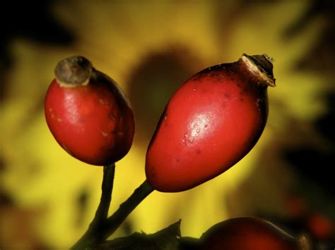 Fotos Gratis Naturaleza Rama Fotograf A Fruta Hoja Flor P Talo