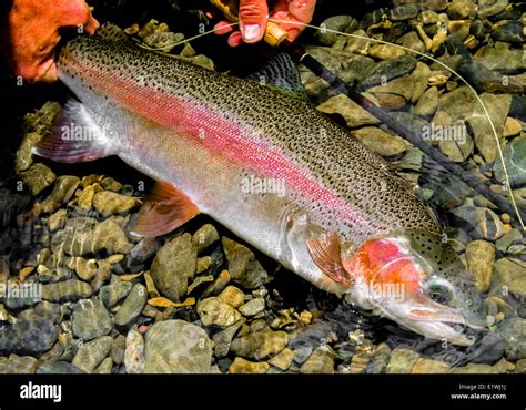 Rainbow Trout Oncorhynchus Mykiss Fly Fishing Stock Photo Alamy