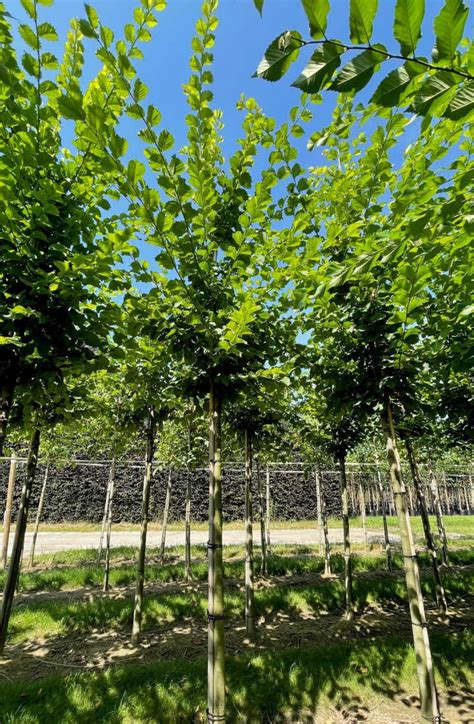 Ulmus Lutece Orme De Lutece Nanguen Chlori