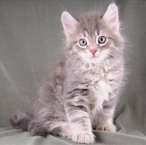 Siberian Cat And Kitten Colours