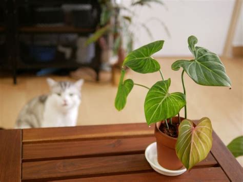 Are Philodendrons Toxic To Cats Symptoms Of Toxicity The Practical Planter