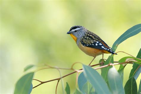 Spotted Pardalote • Rewild Perth