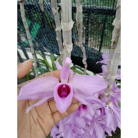 Jual BIBIT SEEDLING ANGGREK DENDROBIUM ANOSMUM GIGANTEA Shopee Indonesia