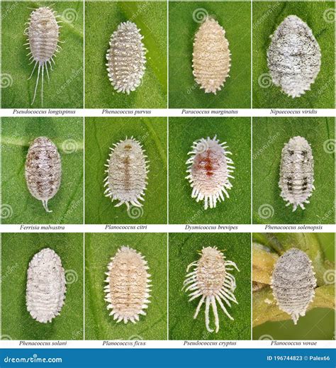 Mealybugs Scale Insects Stock Image Image Of Macro 196744823