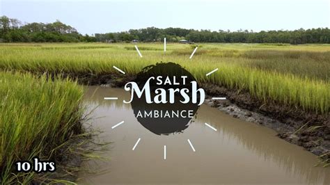 Salt Marsh Ambiance Nature Sounds Of Birds And Trickling Water 10