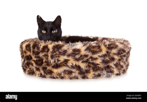 Black Cat Resting Stock Photo Alamy